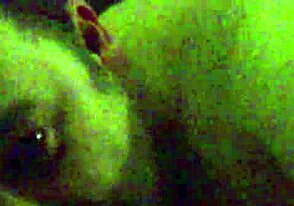 Gay blowjob in private setting